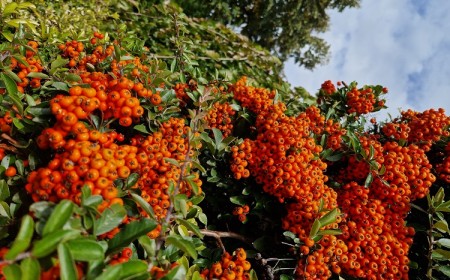 plantes rustiques à feuillage persistant 10 espèces à planter dans le jardin