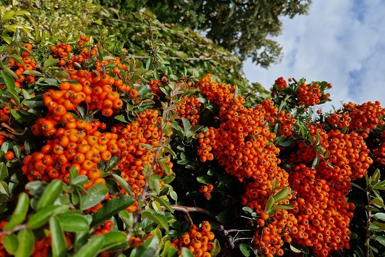 plantes rustiques à feuillage persistant 10 espèces à planter dans le jardin