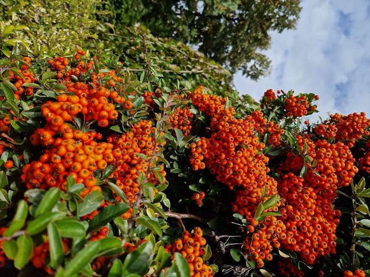 plantes rustiques à feuillage persistant 10 espèces à planter dans le jardin