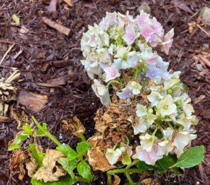 pourquoi les feuilles de mon hortensia sèchent