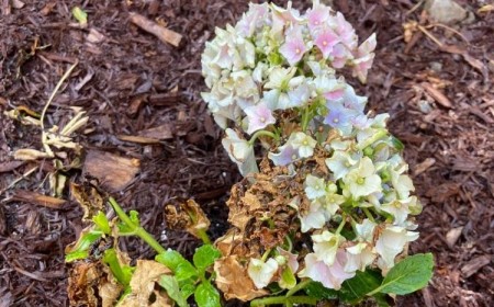 pourquoi les feuilles de mon hortensia sèchent