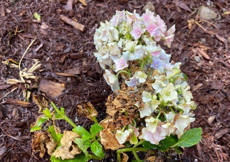 pourquoi les feuilles de mon hortensia sèchent