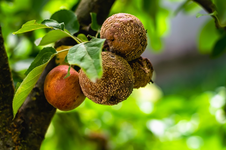 rotten apples on a branch. loss of crops, gardening. losses. selective focus. horizontal photo.