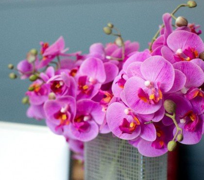 pousser les tiges des orchidées stimuler floraison rapide fanées couper tailler fleur plante