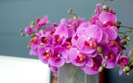 pousser les tiges des orchidées stimuler floraison rapide fanées couper tailler fleur plante