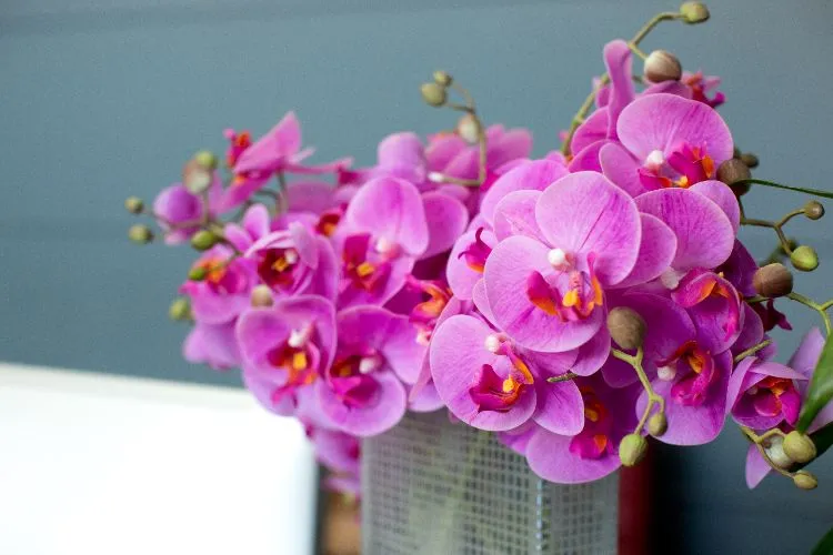 pousser les tiges des orchidées stimuler floraison rapide fanées couper tailler fleur plante