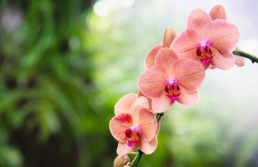 préparer orchidée pour lautomne conseils entretien arrosage soleil lumiere prevention maladies
