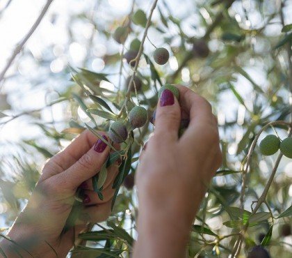 quand cueillir les olives