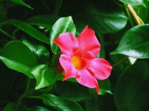 quand faut il rentrer les dipladenia en hiver conseils proteger conserver garder fleur froid
