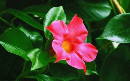quand faut il rentrer les dipladenia en hiver conseils proteger conserver garder fleur froid