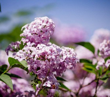 quand planter le lilas conseils entretien floraison en pot blanc pleine terre commun