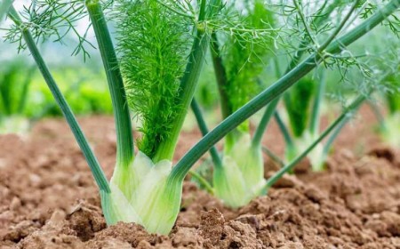 quand récolter le fenouil commun officinal bulbeux sauvage graines saison entretien bienfaits aneth