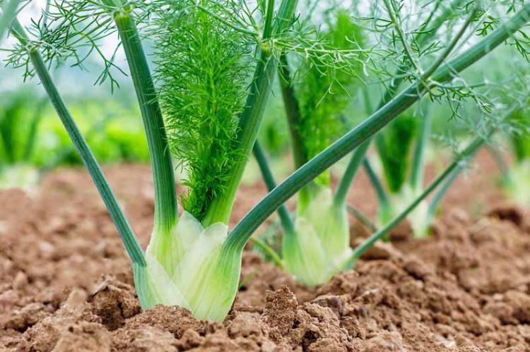 quand récolter le fenouil commun officinal bulbeux sauvage graines saison entretien bienfaits aneth