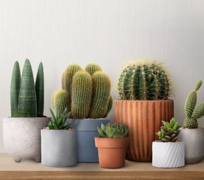 quel cactus pour l'intérieur idées culture épines étoile euphorbe geant arrosage