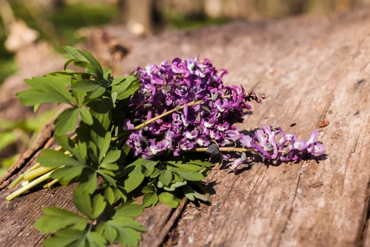 quelles sont les maladies du lilas quand planter le lilas conseils entretien floraison en pot blanc pleine terre