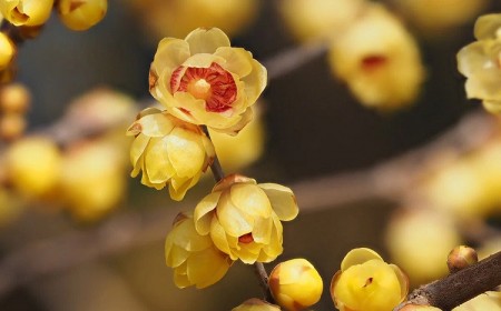 quels sont les arbustes qui fleurissent en hiver 10 espèces aux couleur et fragrance incomparables