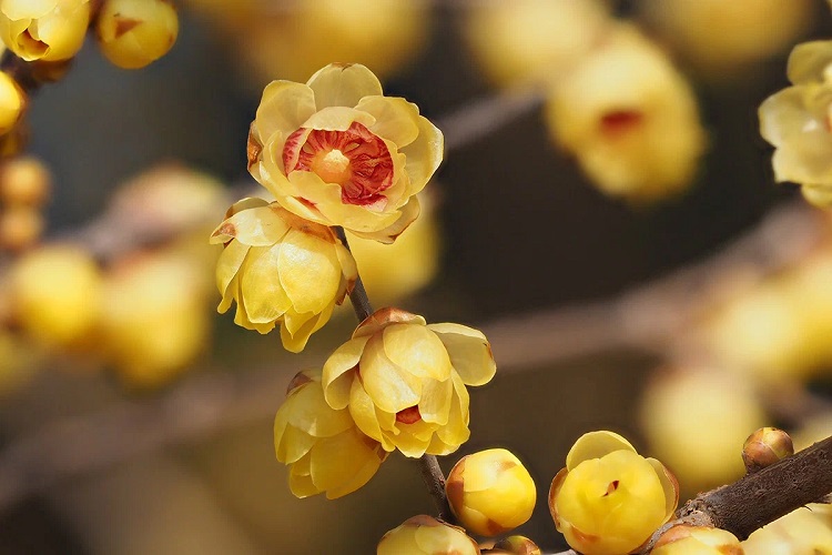 quels sont les arbustes qui fleurissent en hiver 10 espèces aux couleur et fragrance incomparables