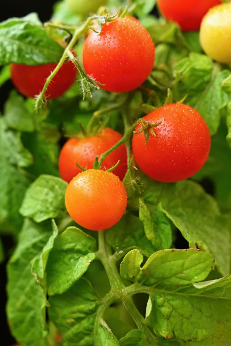 réduire l'arrosage comment prolonger la saison des tomates techniques arrosage énergie cherry