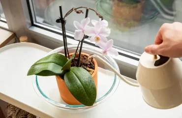 régulation de l'arrosage des orchidées préparer orchidée pour lautomne conseils entretien arrosage soleil lumière