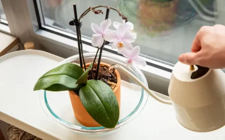 régulation de l'arrosage des orchidées préparer orchidée pour lautomne conseils entretien arrosage soleil lumière