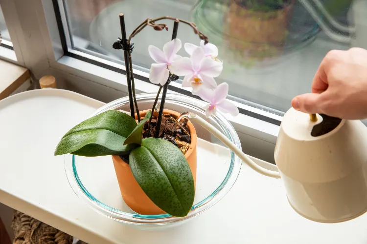 régulation de l'arrosage des orchidées préparer orchidée pour lautomne conseils entretien arrosage soleil lumière 