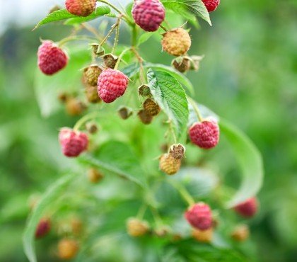 ripe red raspberry in the fruit garden, raspberry bushes