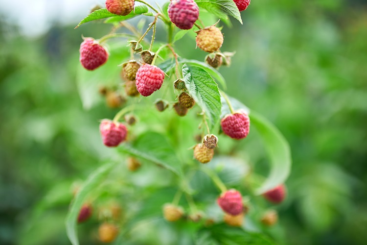 ripe red raspberry in the fruit garden, raspberry bushes