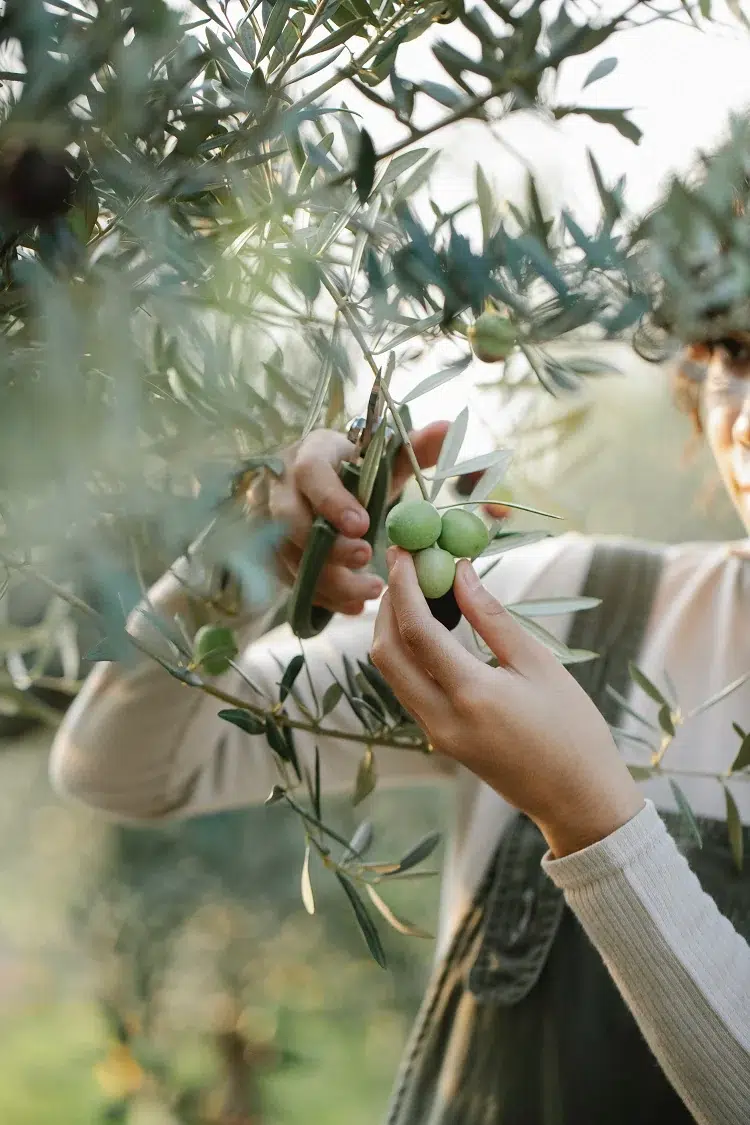 tailler un olivier en automne