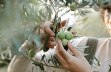 tailler un olivier en septembre