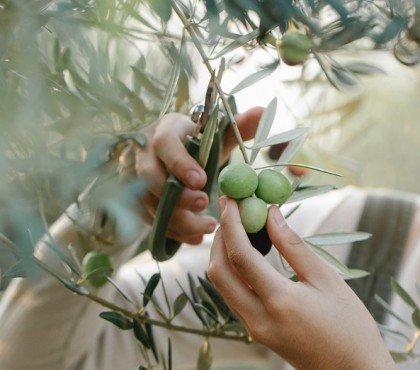 tailler un olivier en septembre