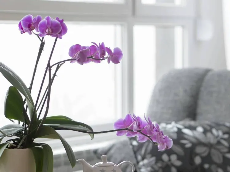 température adéquate préparer orchidée pour lautomne conseils entretien arrosage soleil lumire 