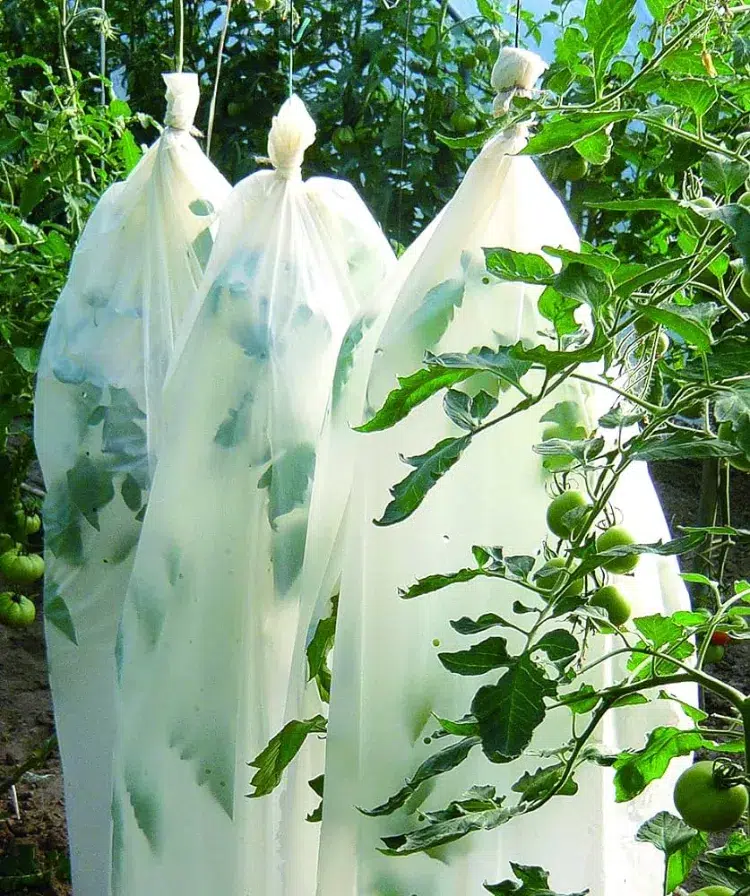 voile de forçage comment prolonger la saison des tomates techniques arrosage energie été automne