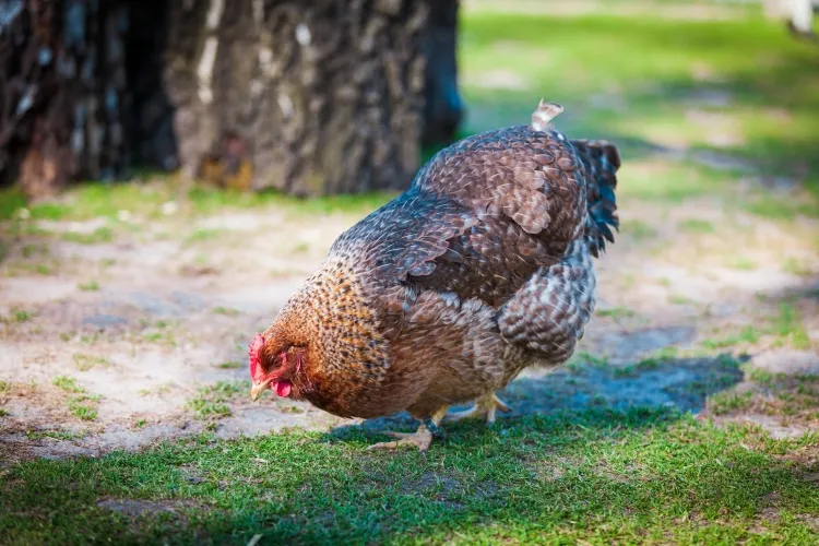 aliments interdits pour les poules pondeuses éviter stress mauvaise alimentation assurer espace vert