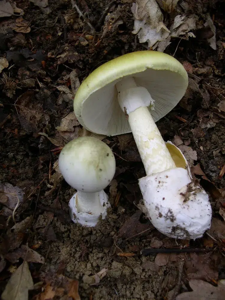amanite phaloïde calice de la mort espece champignon mortel toxique intoxication champignons france