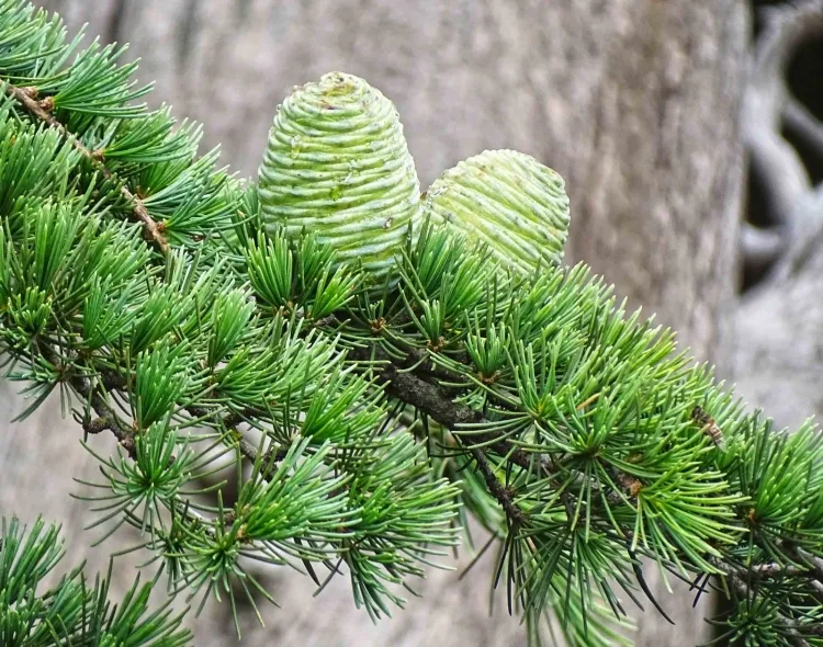 arbre résistant froid gel cedrus deodara conifère centenaire grande rusticité plusieurs types sol