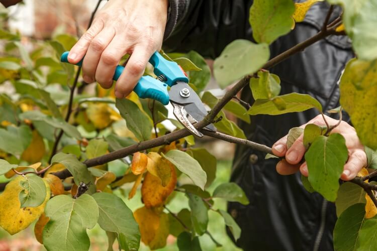 arbres à ne pas tailler en septembre affaiblir plantes tailler septembre remettre après hiver