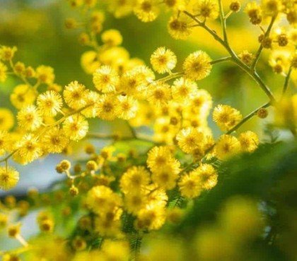 arbuste à planter en septembre jardinage d'automne planter le mimosa