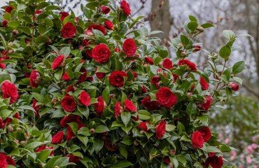 arbustes à fleurs rouges à planter en automne au jardin camélia