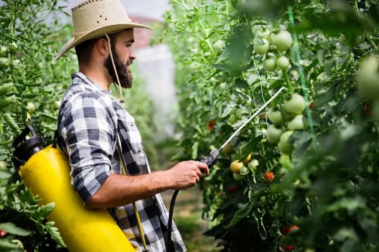 arroser les plantes avec de la bière