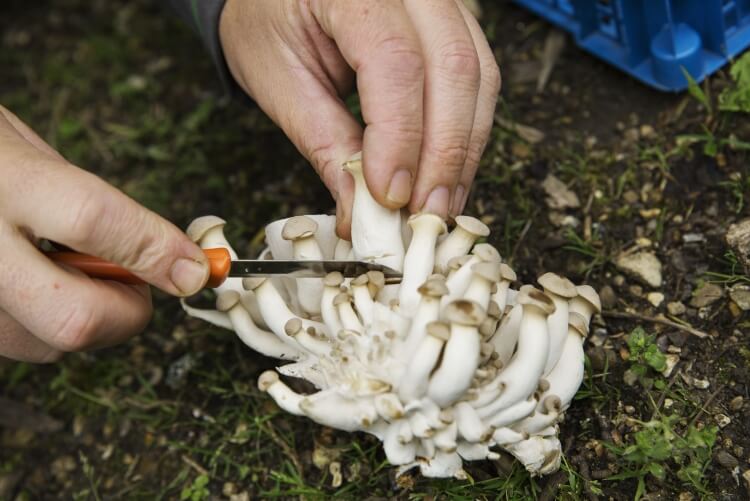 automne champignons comment cueillir panier couper couteau mettre spécimens sains