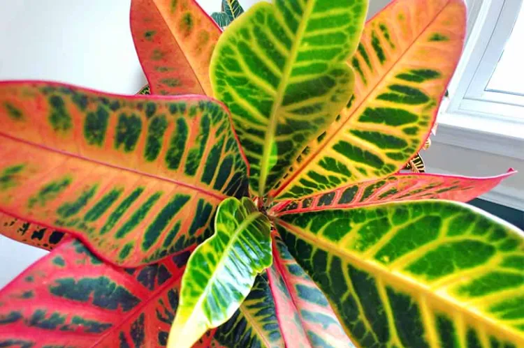 belles plantes d intérieur géantes croton feuilles dégradé couleurs nervures claires