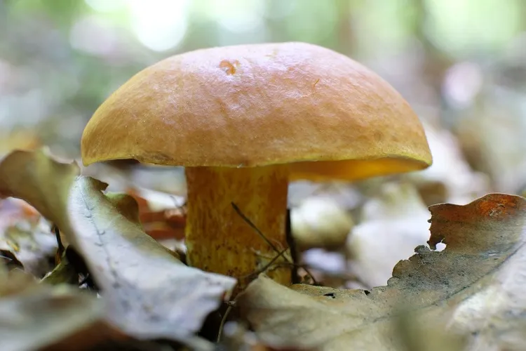 bolets jaunes especes champignons comestibles à cueillir en septembre octobre calendrier astuces cueillette