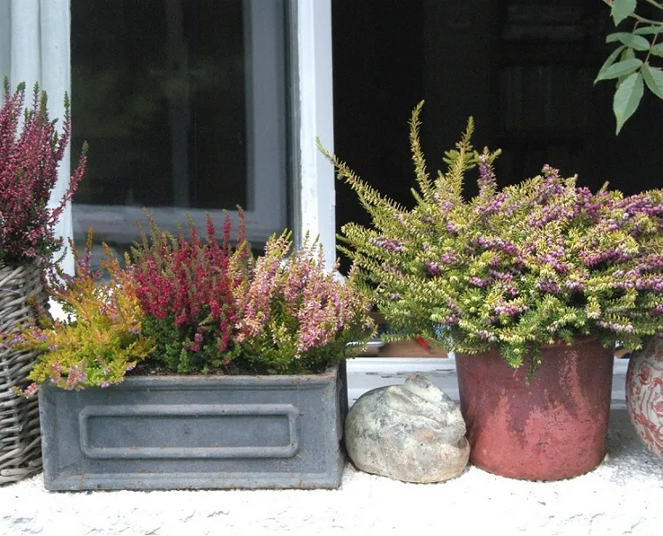 bruyère d'hiver plante rustique en bac résistante au froid gel chaleur canicule jardinières pots bacs sans entretien