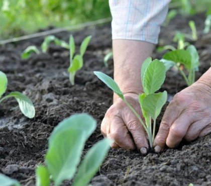 calendrier quand planter les choux quelle variété à quel moment année