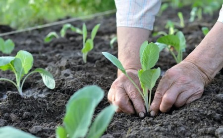 calendrier quand planter les choux quelle variété à quel moment année