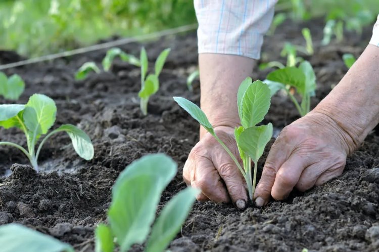 calendrier quand planter les choux quelle variété à quel moment année