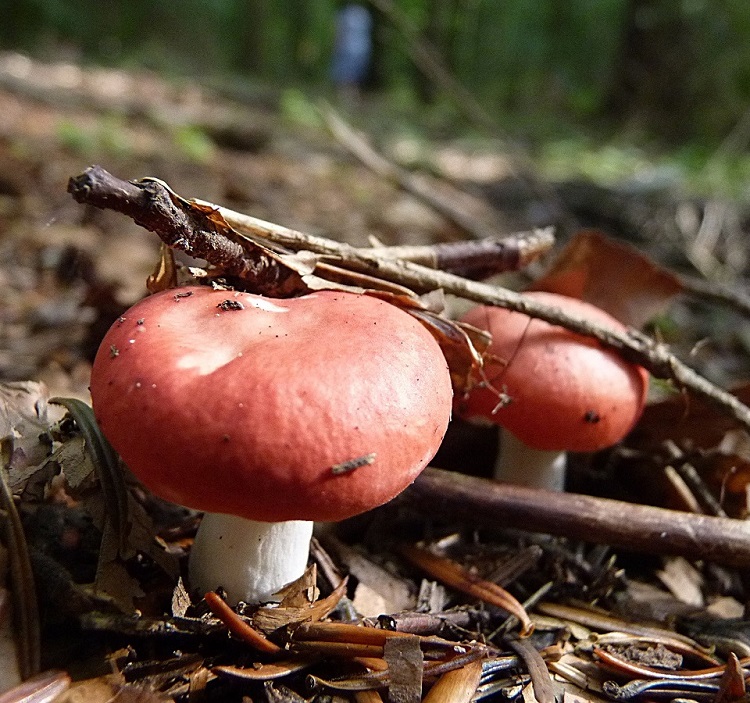champignons toxiques mortels à éviter en france russule émétique