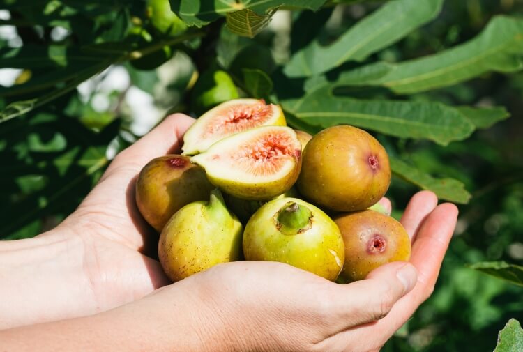 comment accélérer le mûrissement sur l'arbre huiler coton tige trou bas fruit sceller gaz éthylène