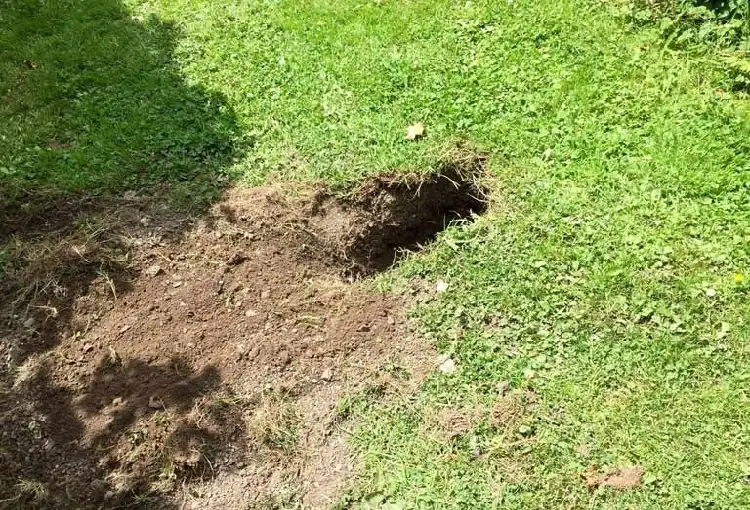 comment empêcher les blaireaux de creuser des trous