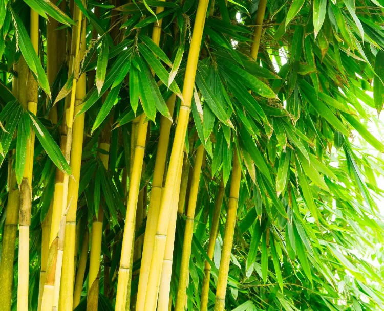 comment en finir avec les bambous 2023